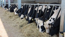 November GB cattle prices retain record position
